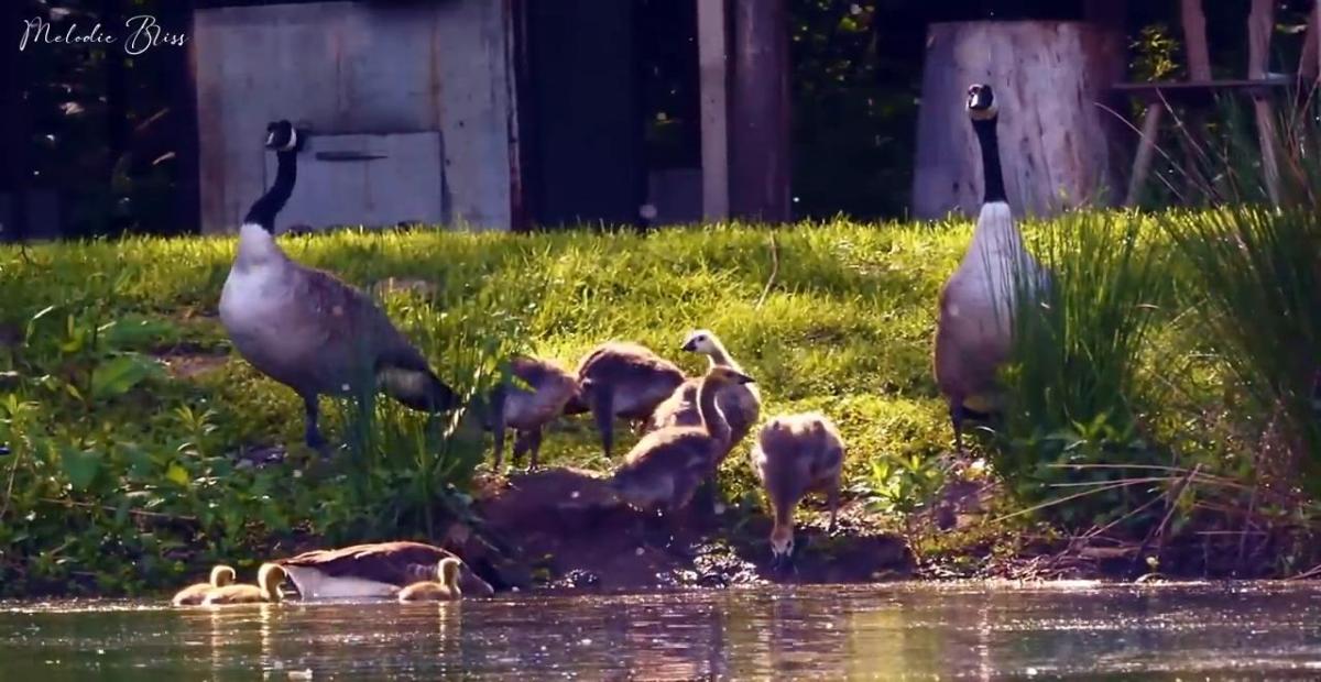 ۱ ساعت کلیپ آرامشبخش طبیعت و صدای پرندگان